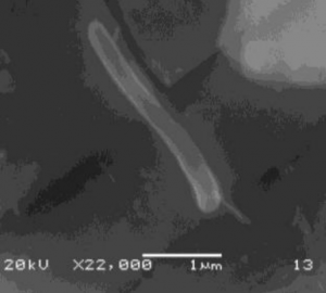 Rod shaped Shewanella oneidensis MR-1 on the surface of natural autunite viewed under Scanning Electron Microscopy